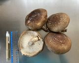 生しいたけのツナマヨ焼作り方1写真
