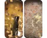 鶏ムネ肉でスープとサラダ(鶏様有難う編)作り方6写真