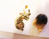 フキとサザエの炊き込みごはん作り方3写真