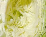巻かない☆ロールキャベツ (無水鍋QC)作り方2写真