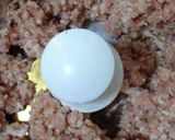 豚小間だんごと白菜の煮込み作り方2写真
