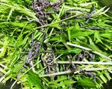 水菜サラダ　ツナ入り簡単サラダ作り方1写真