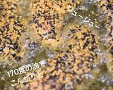 鶏ささみの塩麹胡麻揚げ作り方6写真