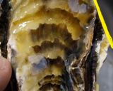 蒸し汁も味わう!蒸し牡蠣(殻付き)作り方3写真