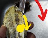 蒸し汁も味わう!蒸し牡蠣(殻付き)作り方6写真