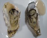 蒸し汁も味わう!蒸し牡蠣(殻付き)作り方18写真