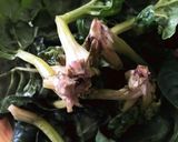 簡単豆知識☆ちぢみほうれん草の下拵え作り方1写真
