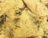 なめたカレイのきな粉ムニエル作り方3写真