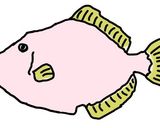 【簡単】カワハギの剥ぎ方【図解】作り方6写真