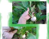 かぶチクワ煮物追い鰹節で和風増し♡増し♡作り方15写真