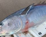 マグロの頭焼き作り方1写真
