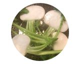 カブの蒸し方(新鮮なカブをゲッツだぜ編)作り方8写真