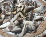 ヒラタケと昆布の焼きキノコ・ワインver作り方4写真