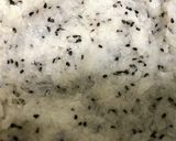 ごま入りだまこもちのお鍋(きりたんぽ鍋)作り方3写真