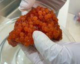 超簡単❤️筋子・いくらのだし醤油漬け(丼)作り方4写真