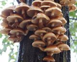 天然キノコ3種の味噌煮込みうどん作り方1写真