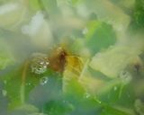リカちゃん♡白菜 あさり汁作り方13写真