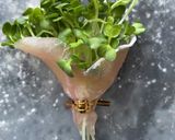 カイワレ大根の花束作り方1写真