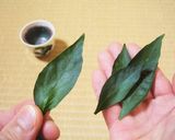 食べれる唐辛子の葉器 ＆ 塩昆布おにぎり作り方1写真