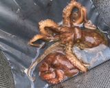 簡単、明石生タコの下処理&湯でる方法作り方10写真