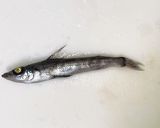 「珍味」アオメエソ(メヒカリ)の煮物作り方1写真