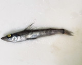 「珍味」アオメエソ（メヒカリ）の煮物作り方1写真