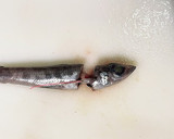 「珍味」アオメエソ（メヒカリ）の煮物作り方4写真