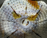 「珍味」アオメエソ（メヒカリ）の煮物作り方9写真
