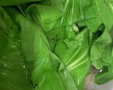めんつゆで簡単青梗菜のナムル作り方5写真
