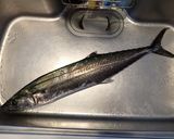 サワラ鍋作り方1写真