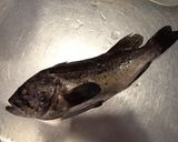 クロソイの唐揚げ作り方1写真