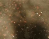 失敗なし！つやつやふっくら黒豆作り方4写真