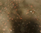 失敗なし！つやつやふっくら黒豆作り方4写真