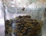 なすのからし漬け作り方9写真