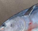 マグロの甘辛アニョハセヨー作り方1写真