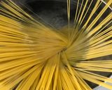 とりこになる♪和風たらこスパゲティ作り方5写真