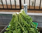 干葉(ヒバ) 千葉県お雑煮用ふりかけ作り方3写真
