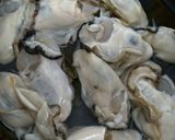 昆布の旨味たっぷり牡蠣の酒蒸し☆作り方2写真