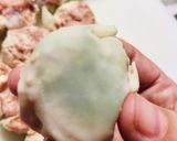 簡単 しそ しゅうまい 手抜き 美味しい作り方2写真