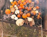 やきみかんとヨーグルトのホットデザート作り方4写真
