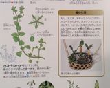 はこべのオムレツ　春のご馳走作り方9写真