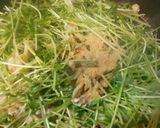 豆苗と鶏皮のダシダにんにく作り方5写真