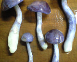鶏とムラサキシメジの中華炒め作り方6写真