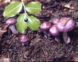鶏とムラサキシメジの中華炒め作り方7写真