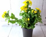 保存のコツ 菜花作り方2写真