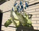 白菜漬　数枚の少量で作り方1写真