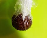 【 大量生産 】簡単生チョコトリュフ☆☆作り方7写真