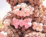 可愛いクマのチョコレート立体3Dケーキ作り方16写真