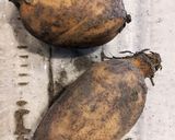 フライドレンコン　ゆかり風味作り方1写真