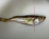 ハタハタの捌き方(背開き、腹開き)作り方2写真